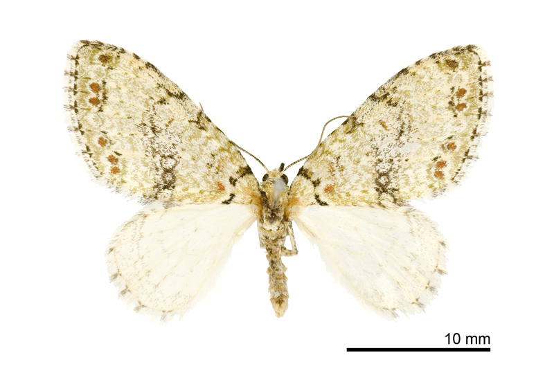 Trichopterigia adorabilis Male
